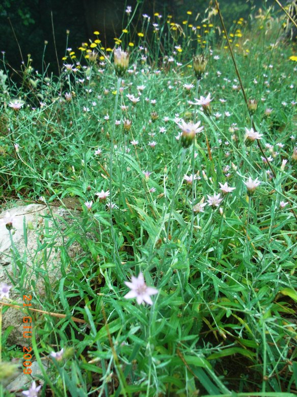 Xeranthemum cylindraceum / Perpetuini piccoli